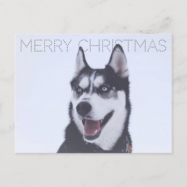 Siberian Husky-Christmas Helg Vykort (Framsida)