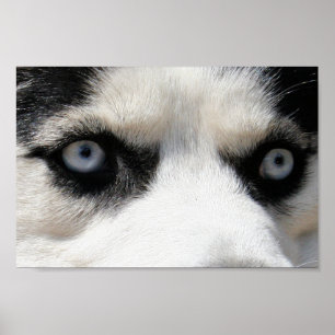 Siberian husky Demon 3 Poster