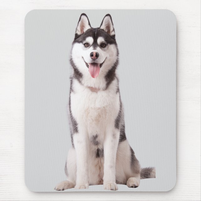 Siberian Husky Dog Musmatta (Framsidan)