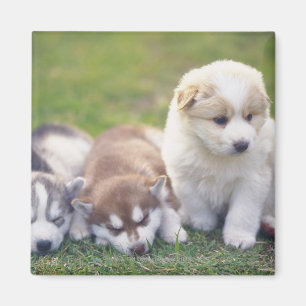 Siberian husky; En funktionsduglig hund aveln det Magnet