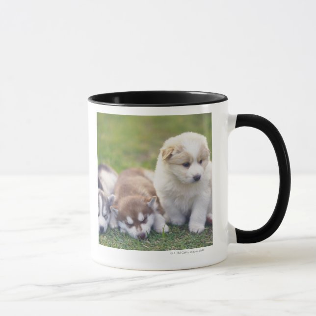 Siberian husky; En funktionsduglig hund aveln det Mugg (Höger)