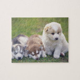 Siberian husky; En funktionsduglig hund aveln det Pussel