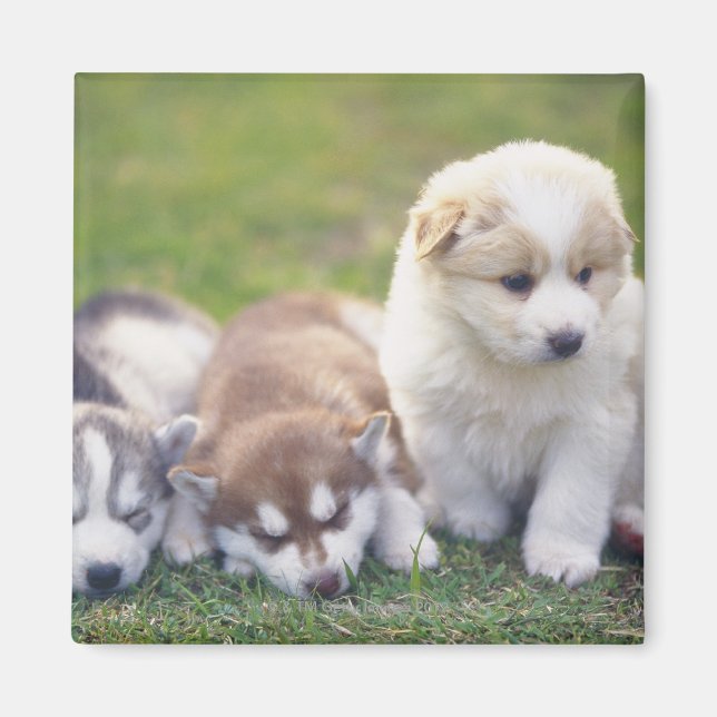 Siberian husky; ett hund aveln som arbetar och som magnet (Framsidan)