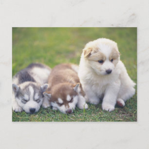 Siberian husky; ett hund aveln som arbetar och som vykort