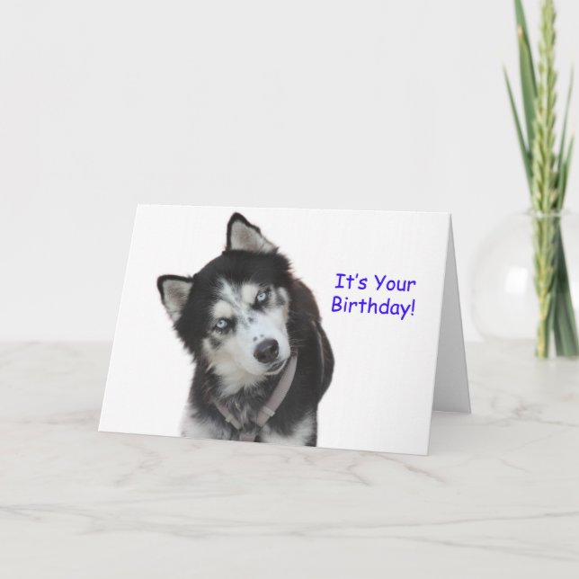 Siberian husky-födelsedagskort kort (Framsida)