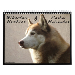 Siberian husky förföljer väggkalendern kalender