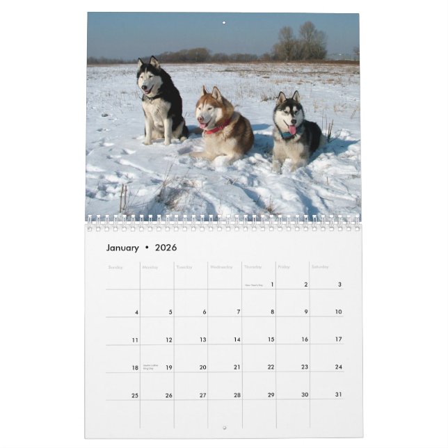 Siberian husky förföljer väggkalendern kalender (Jan 2026)