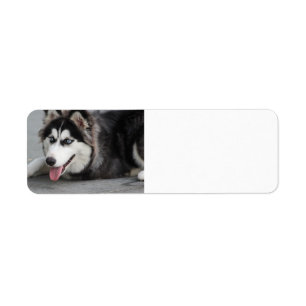 siberian husky först returadress etikett