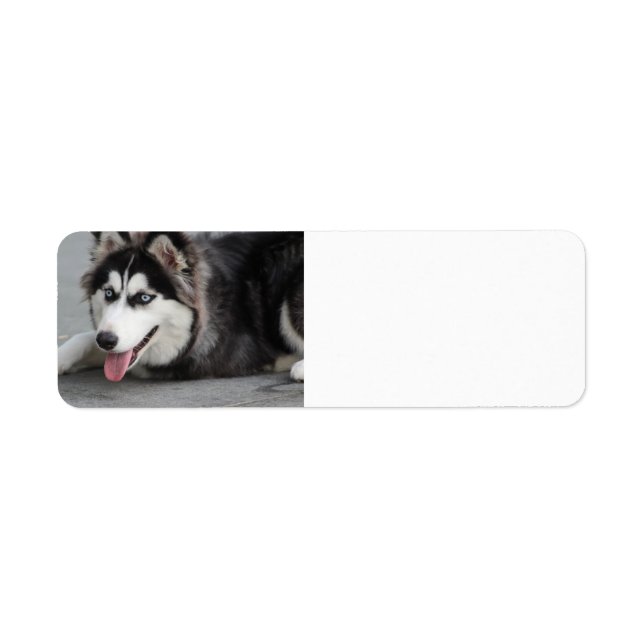 siberian husky först returadress etikett (Framsidan)