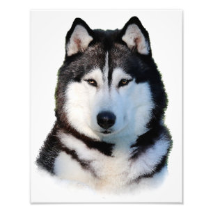 Siberian husky fototryck