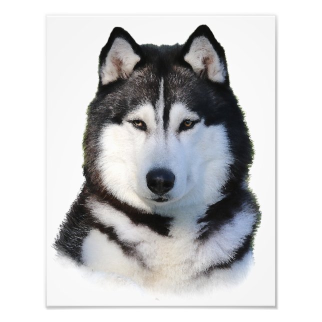 Siberian husky fototryck (Framsidan)