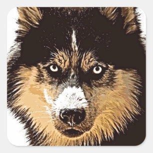siberian husky fyrkantigt klistermärke