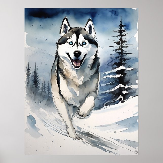 Siberian husky - Hund Art-utskrift Poster (Framsidan)
