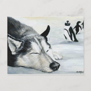 siberian husky Hund Art-vykort Vykort