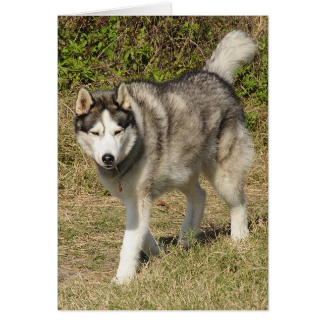 Siberian husky Hund Hälsningskort (Framsidan)