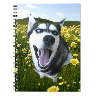 Siberian husky Hund i Wildblommes anteckningsbok