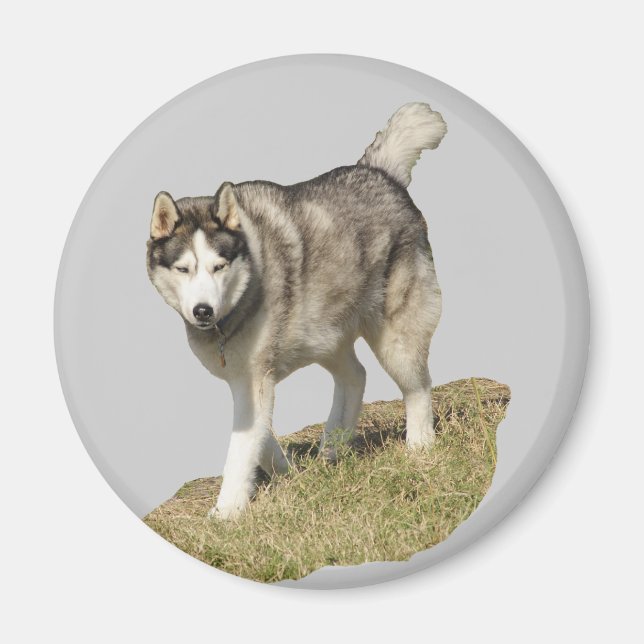 Siberian husky Hund Magnet (Framsidan)