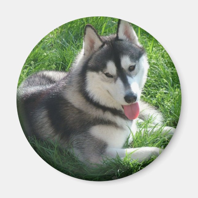 Siberian husky Hund Round Magnet (Framsidan)