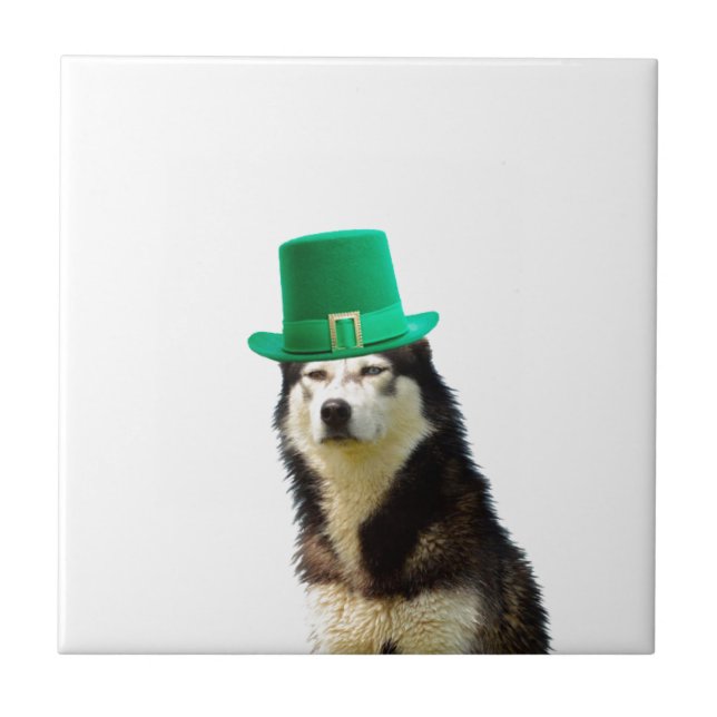 Siberian husky Hund St. Patrick's day Kakelplatta (Framsidan)