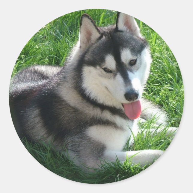 Siberian husky Hund Sticker Runt Klistermärke (Framsida)