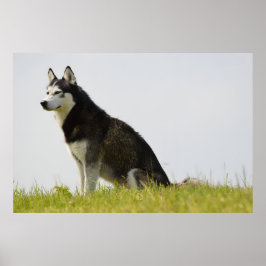Siberian husky Hund - vackert foto Poster