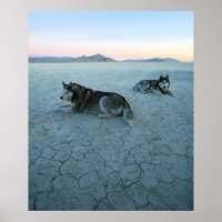 Siberian husky Hundar, global uppvärmning