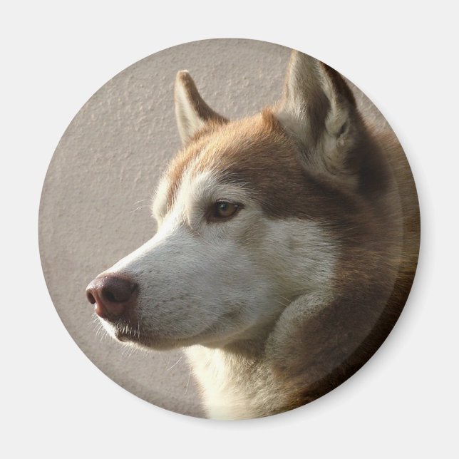 Siberian husky Hundar Magnet (Framsidan)