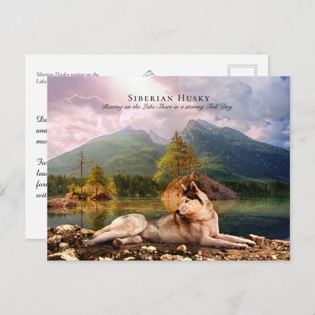 Siberian husky i Lakeshore i Fall - Inkasserbar Vykort (Fram/baksida)