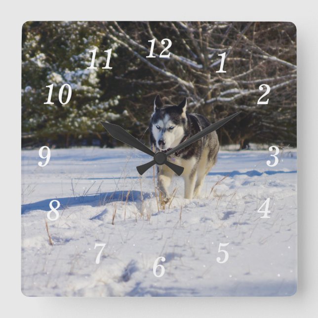 Siberian husky i Snö-muren Fyrkantig Klocka (Framsida)