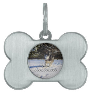 Siberian husky i Snö Pet-taggen ID-bricka Husdjur
