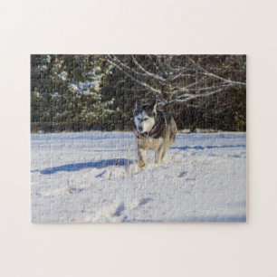 Siberian husky i snön pussel