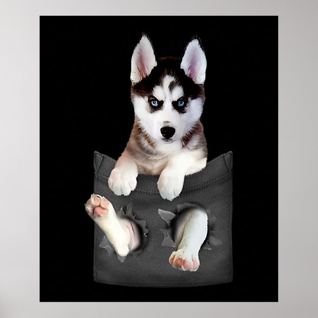 Siberian husky in Pocket Puppy Poster (Framsidan)