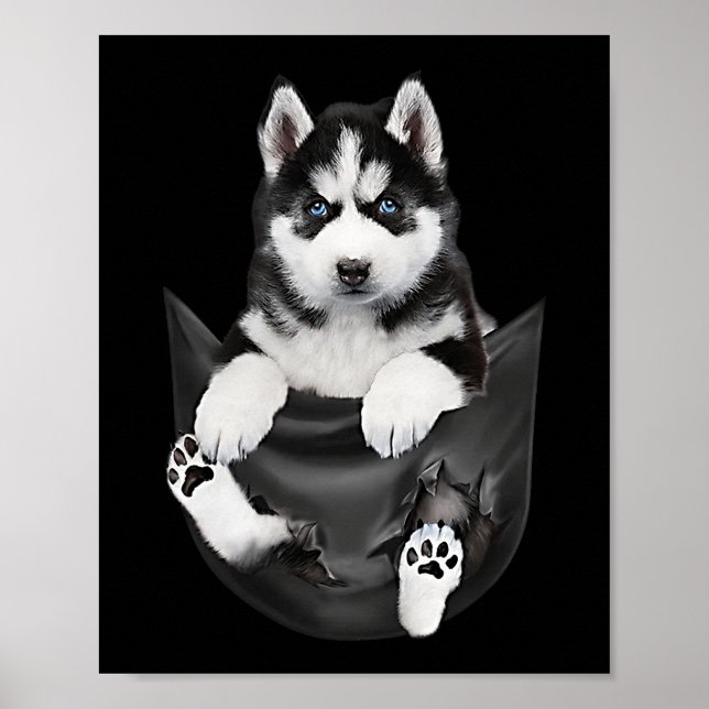 Siberian husky in Pocket Puppy Poster (Framsidan)