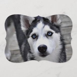 Siberian husky inbjudningar