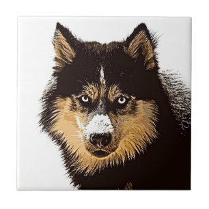Siberian husky kakelplatta