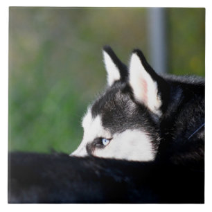Siberian husky kakelplatta
