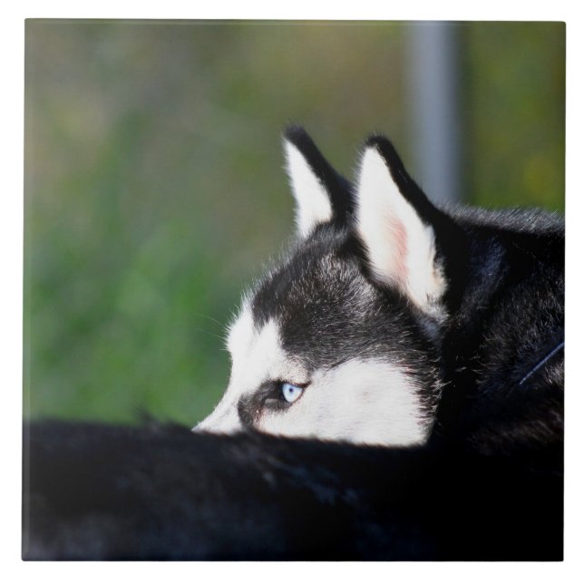 Siberian husky kakelplatta (Framsidan)