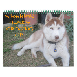 Siberian husky kalender