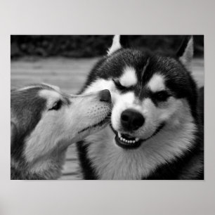 Siberian husky Kärlek Poster