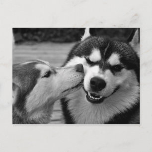 Siberian Husky kärlek Vykort