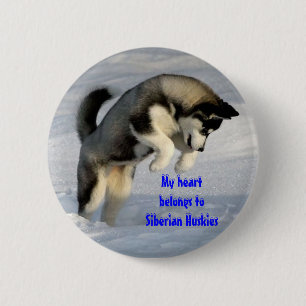 Siberian husky klämmer fast knapp