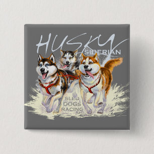 siberian husky knapp