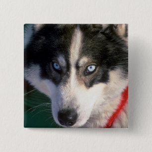 Siberian husky knapp