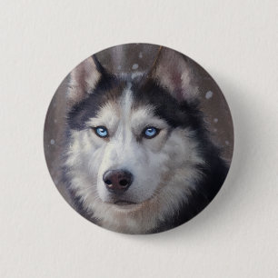 Siberian husky knapp
