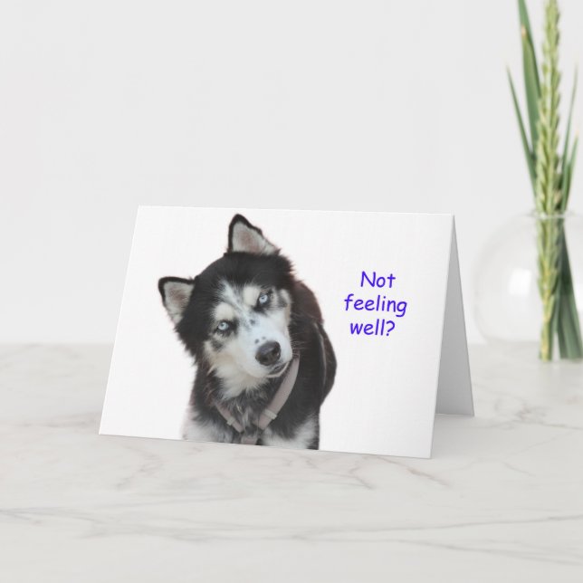 Siberian husky kommer bra kort (Framsida)