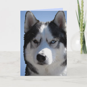 Siberian Husky-kort / Alaskan Malamute-kort Blankt Helgkort