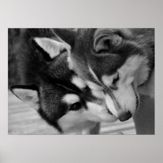 Siberian Husky Love 2 Poster