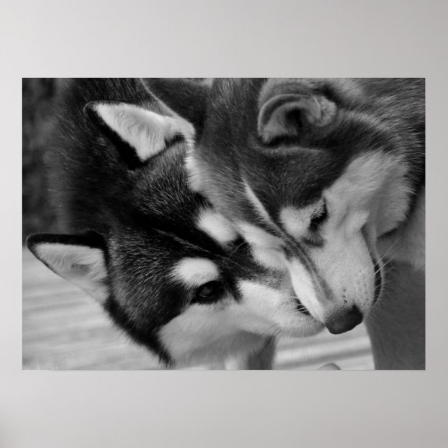 Siberian Husky Love 2 Poster (Framsidan)