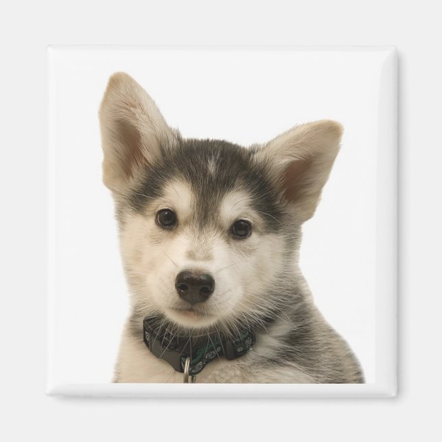 Siberian husky Magnet (Framsidan)