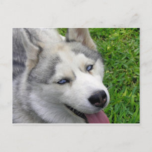 siberian husky-mall vykort